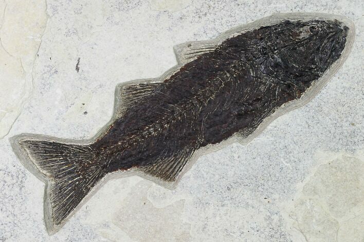 Uncommon Fish Fossil (Mioplosus) - Wyoming #168338